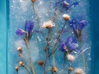 绝妙视觉创意拍摄 冰封花朵诠释永恒之美