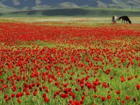 新疆可太美了！一个图集看遍春日美景
