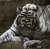 雌性白虎產下了三只小白虎