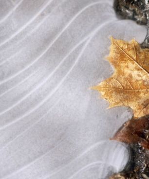 唯美图集 21张以秋日树叶为主题的摄影作品
