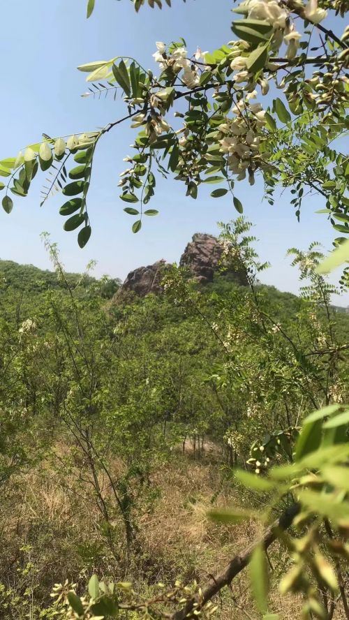 胶州市洋河镇艾山脚下的槐花树