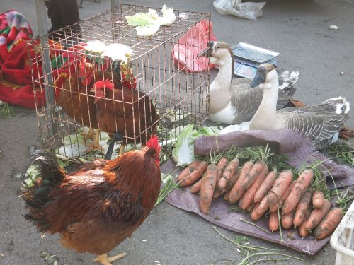 本地小公鸡、大白鹅也出现在胶州胶东街道的麻湾大集。