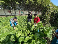  翠玉满园 悦享收获 胶州市胶莱小学开展白菜采摘劳动实践活动